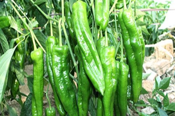 好消息：十畝地的豫藝順美早椒賣(mài)了15萬(wàn)！