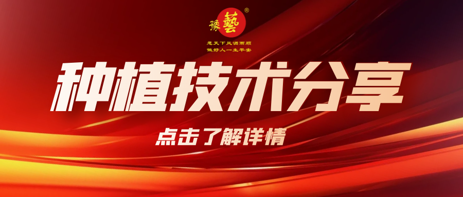 要想種出精品率高的胡蘿卜，這7點(diǎn)要注意！