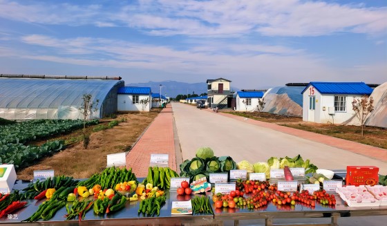 冷空氣來(lái)臨，面對(duì)“蹦極式”降溫，瓜果蔬菜如何加強(qiáng)防范應(yīng)對(duì)？