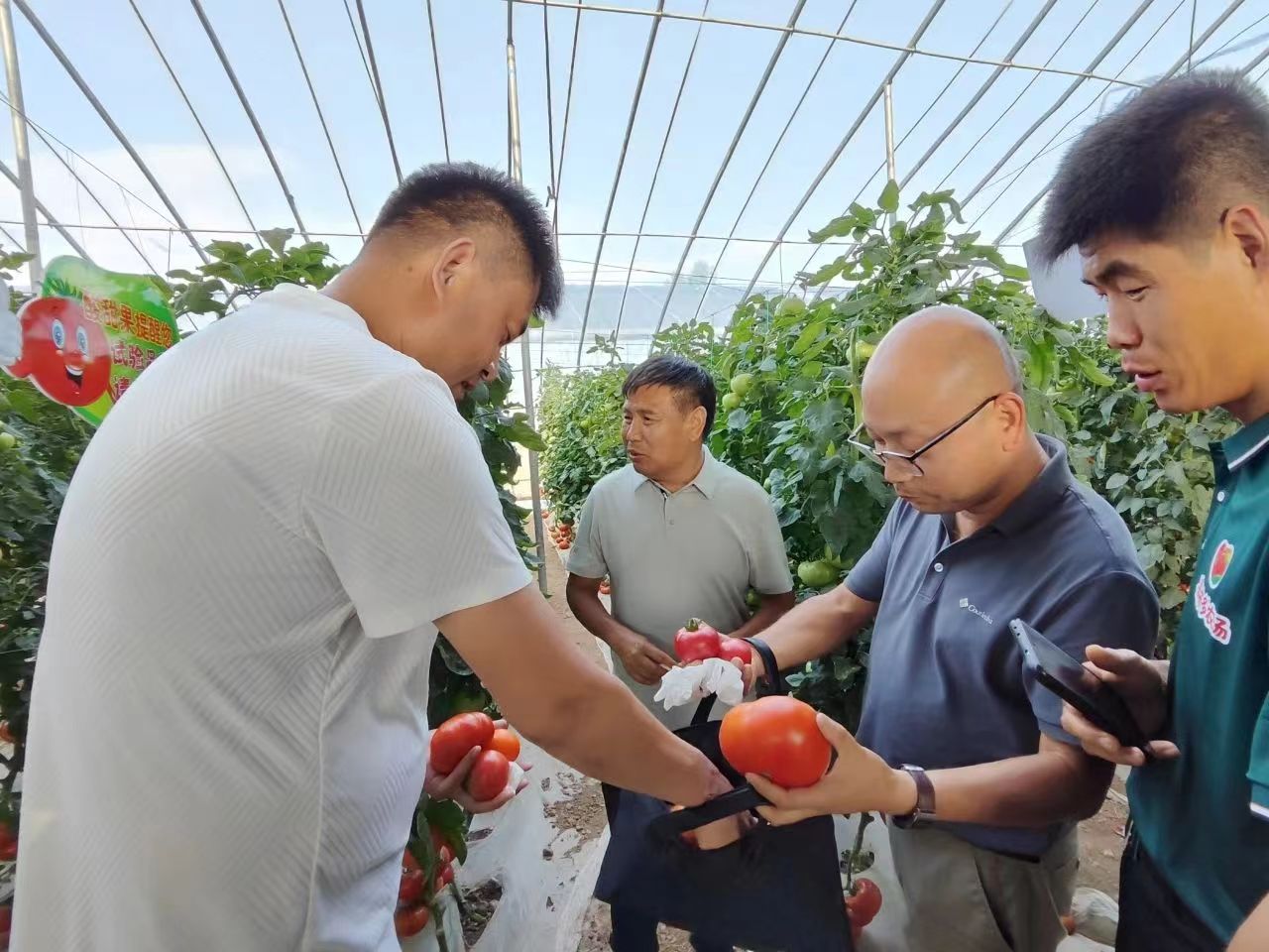 馬村園區(qū)蔬果香，秋延種植選品忙