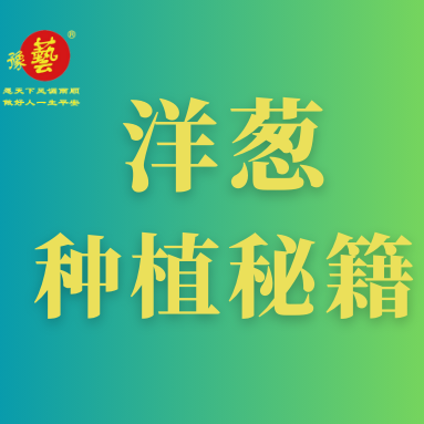 洋蔥種植秘籍：掌握這八點(diǎn)，種出優(yōu)質(zhì)洋蔥！